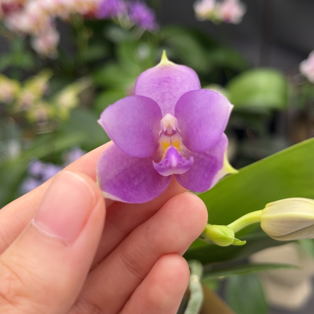 完全开放2.5寸荧光交珍开花株