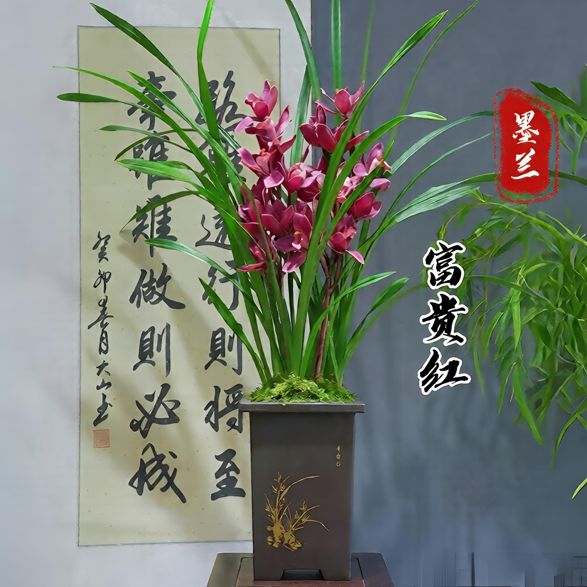 墨兰[富贵红] 勤花勤芽冬季带花苞带盆种好室内办公室客厅盆景