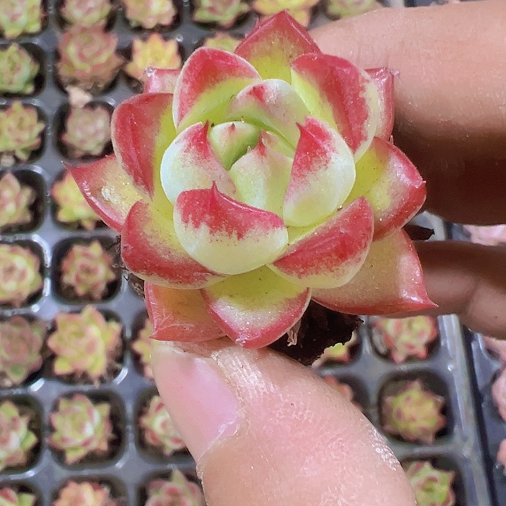 女王系精品多肉植物大战