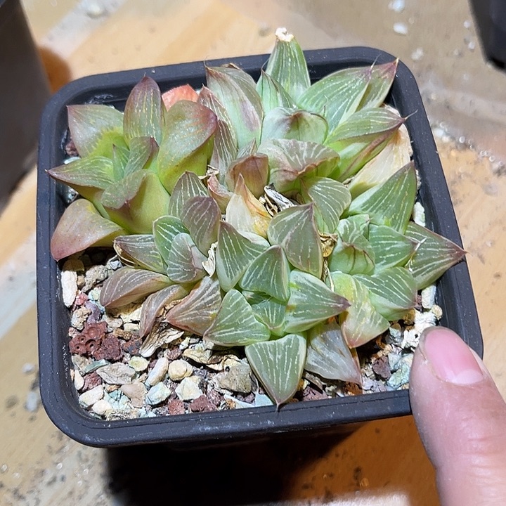 满38包邮2天凑单，脱土晾根发货多肉植物祝晏寿