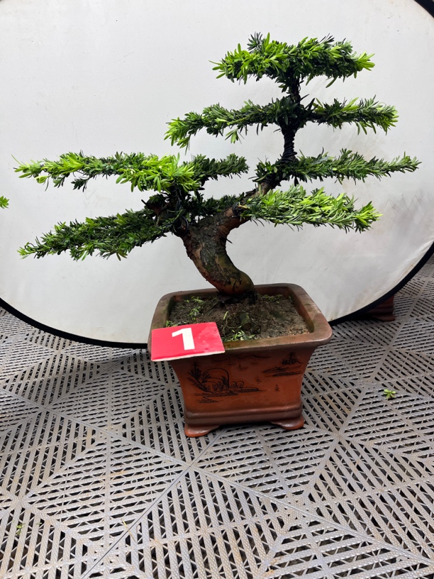 米叶罗汉松室内外庭院盆景 含盆高66冠幅60