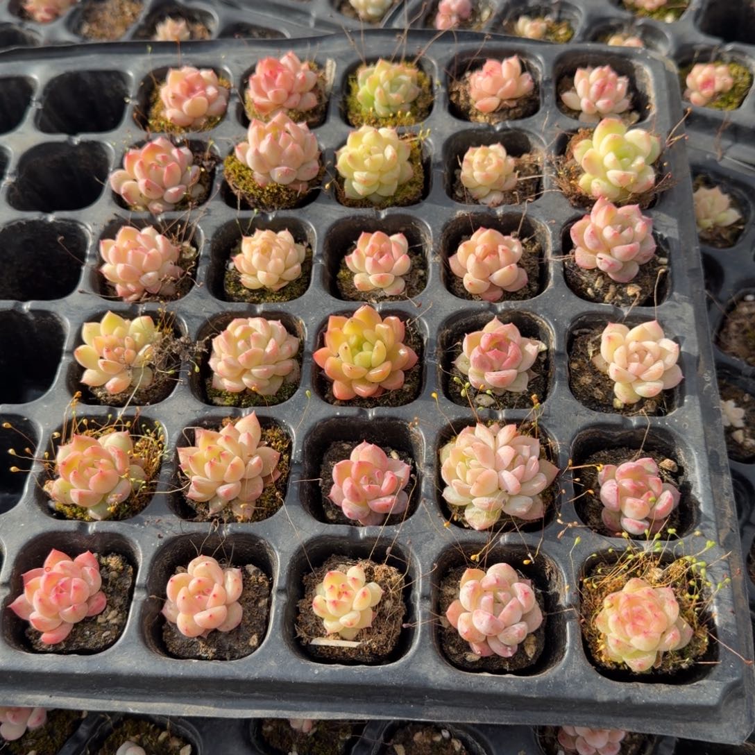 （不限购链接）微选育区珍妮三十颗节日福利量拍31-7