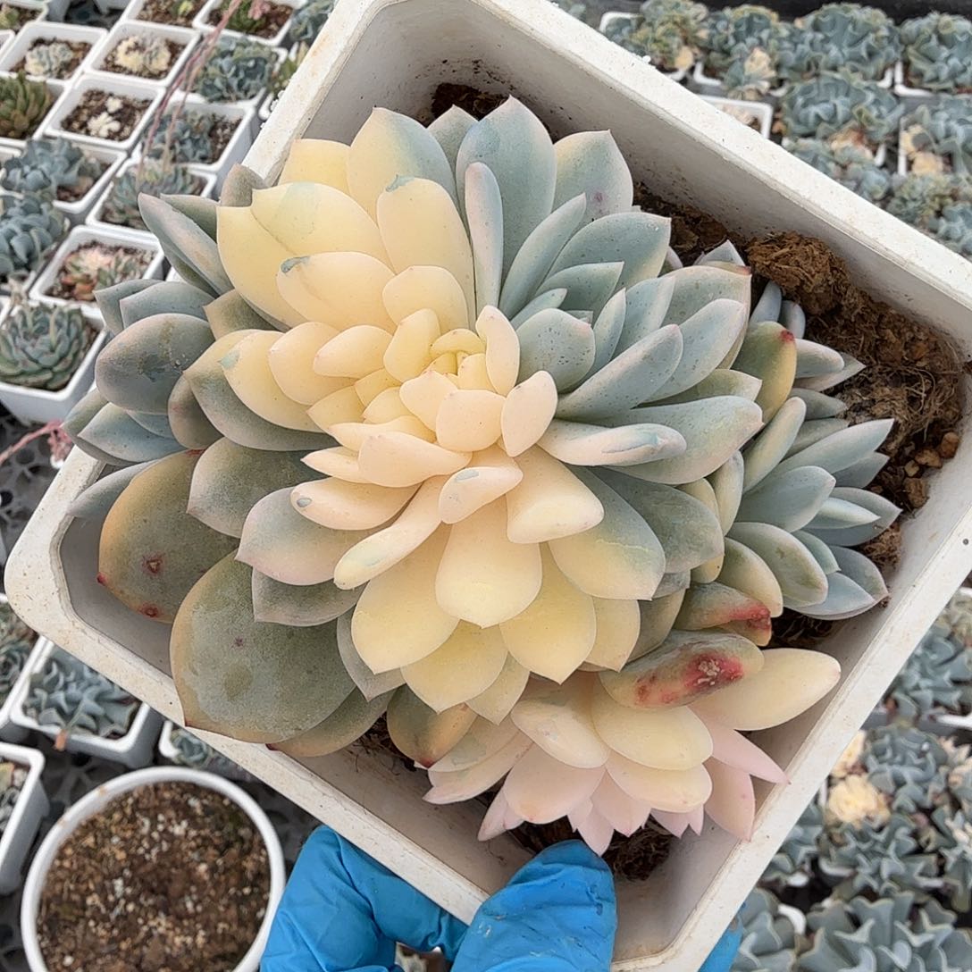 橙梦露锦底座，介意慎拍