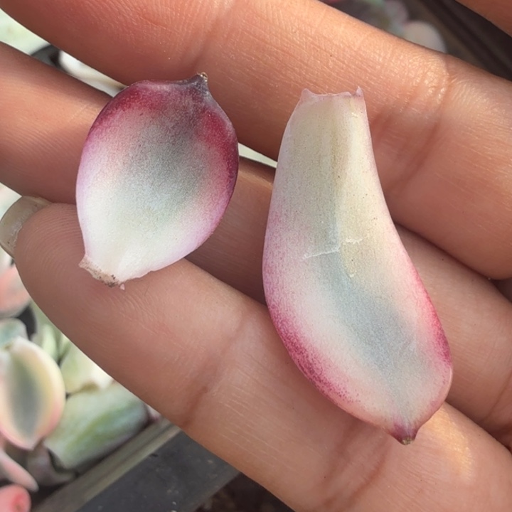 一组蓝色妖姬锦叶片