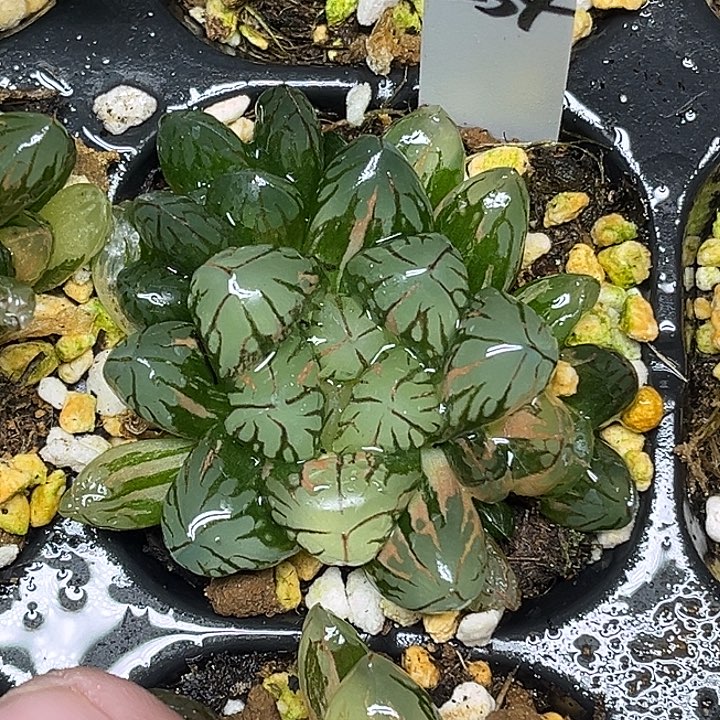 254多头红太阳玉露锦脱土发货