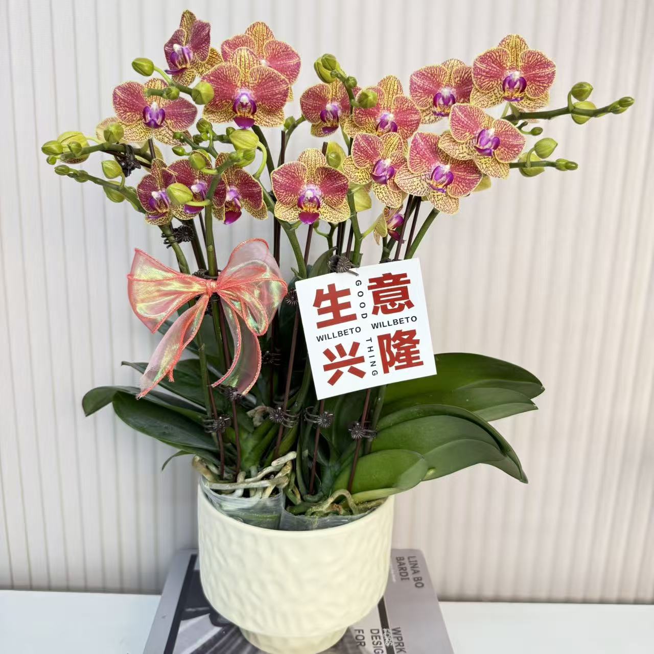 【金元宝】蝴蝶兰  橙红色中大花型 四季花 室内花精品 源头基地直