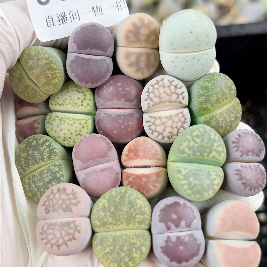 8436 好养易活生石花大母本18个