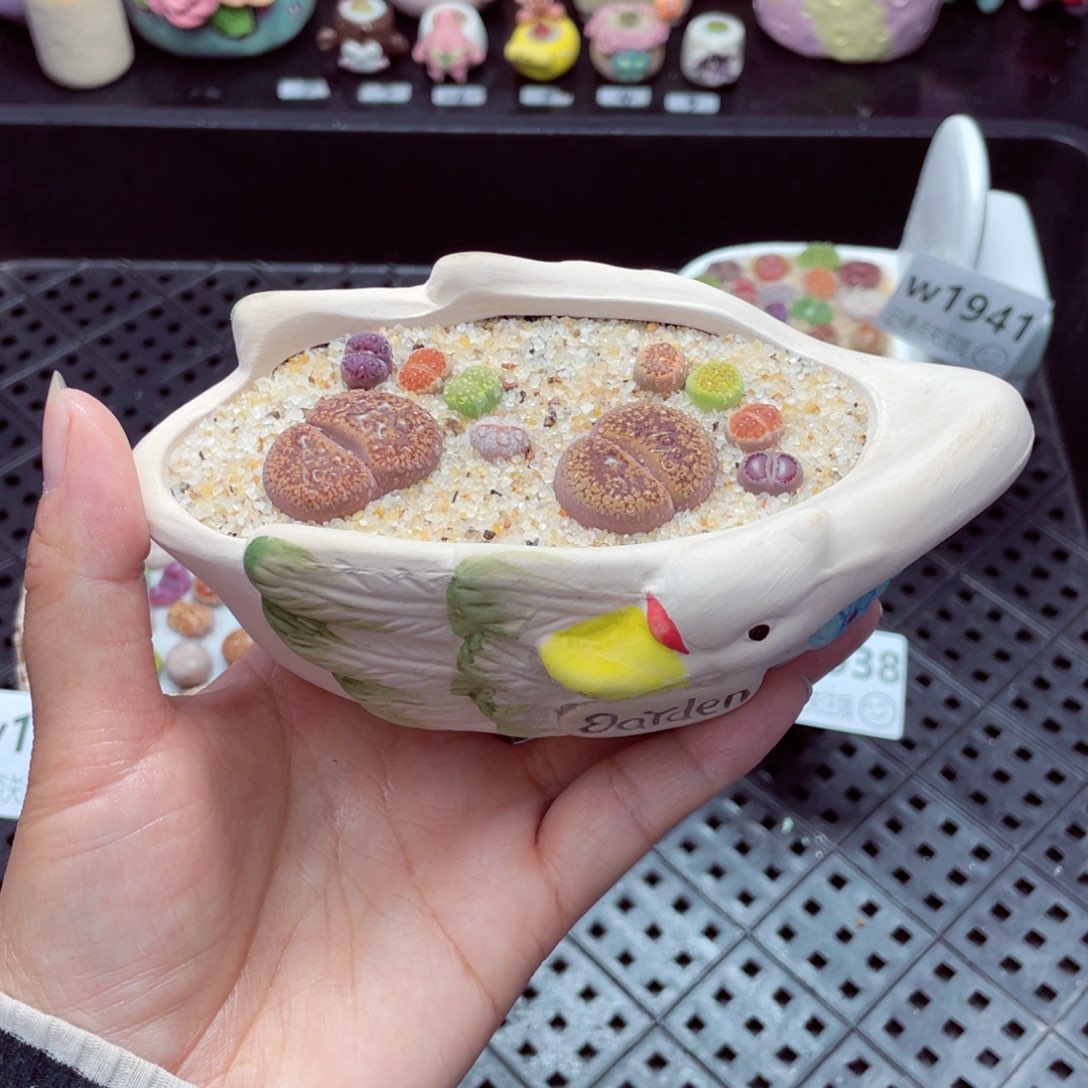 w1943 带盆土发货一物一拍