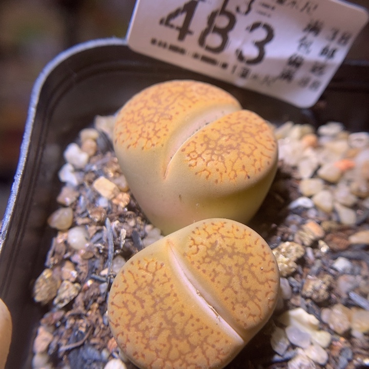 精品生石花213.483