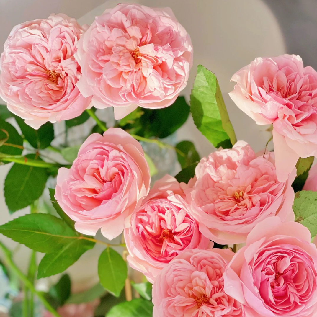 【百利信玫瑰】维多利亚粉 拍下三单包顺空鲜切花10支装家居插花