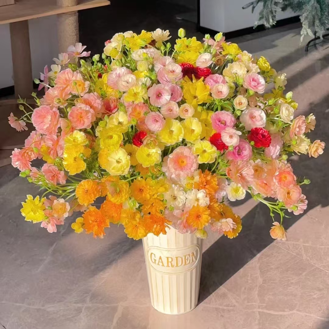 花花 蝴蝶洋牡丹 人间富贵花 一单包邮云南直发