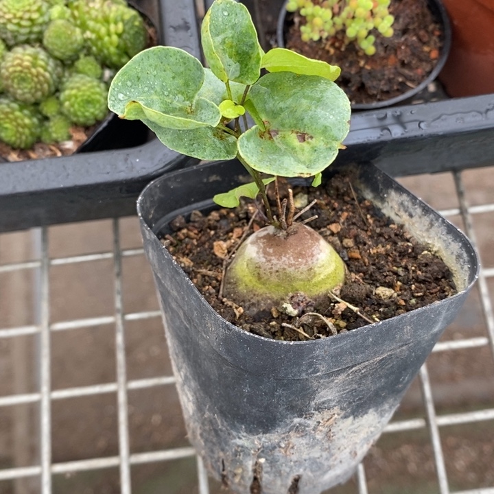 伯克利和格蕾纳等著名音乐