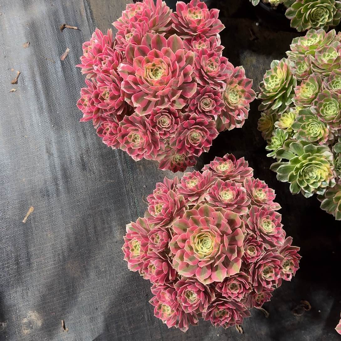 爱***艺女妖两个法师a999999