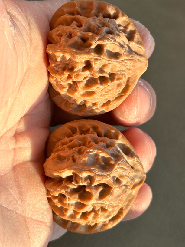 文玩核桃，老树全品红皮宫灯，超压手，边40肚38高35