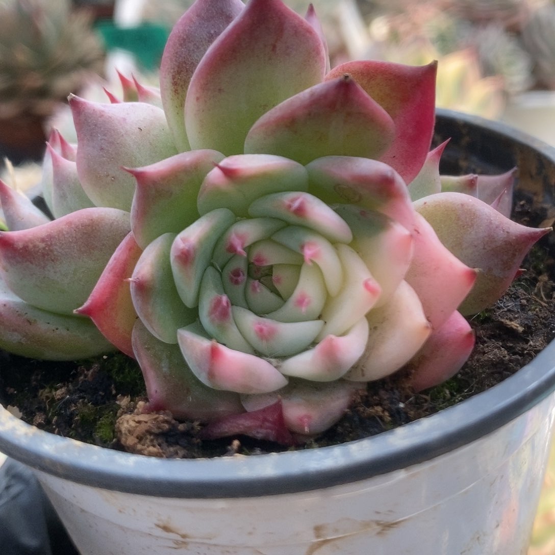 049锦锦锦锦锦锦锦锦锦