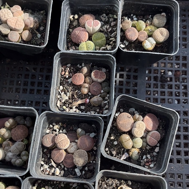 生石花一盆带盆土发