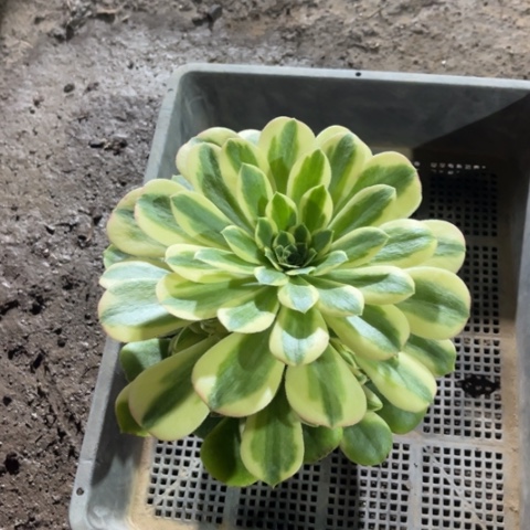 012辛尼亚法师优秀手捧