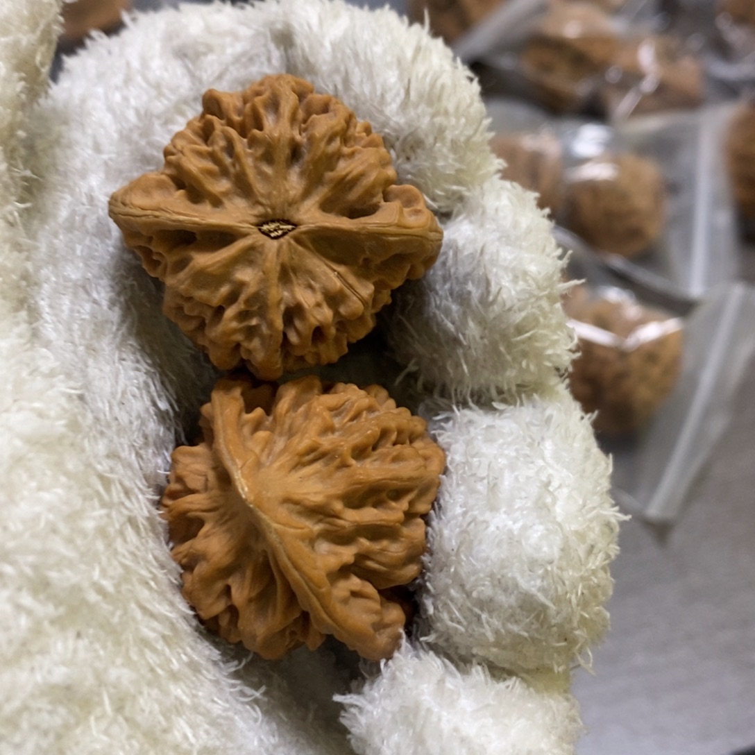 秦岭山脉核桃秦闷