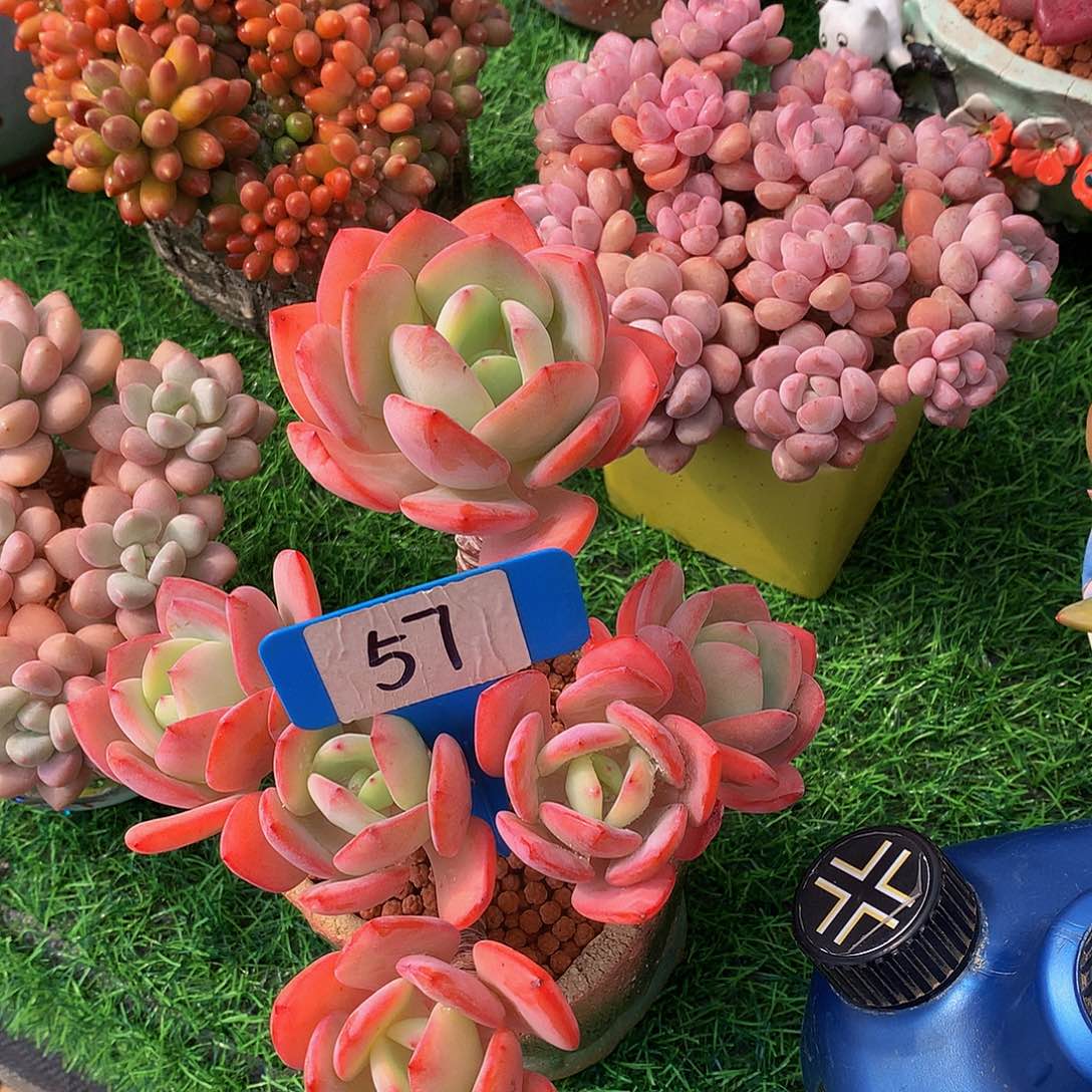 夸*悦白月光多肉植物5663633