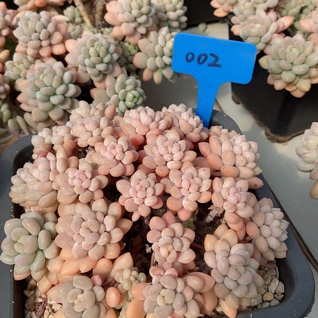 大群鱼子酱一物一拍002