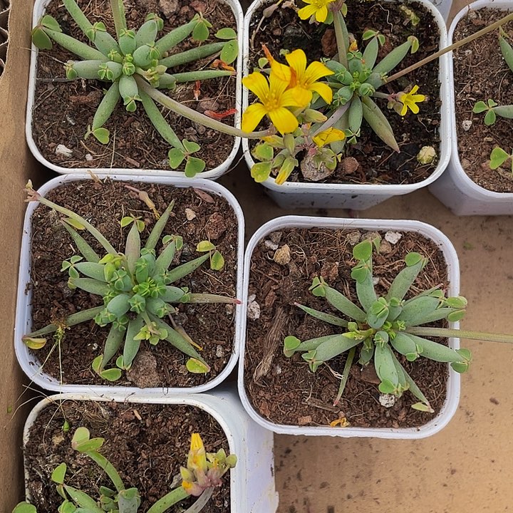 炸酱草带葡萄干好