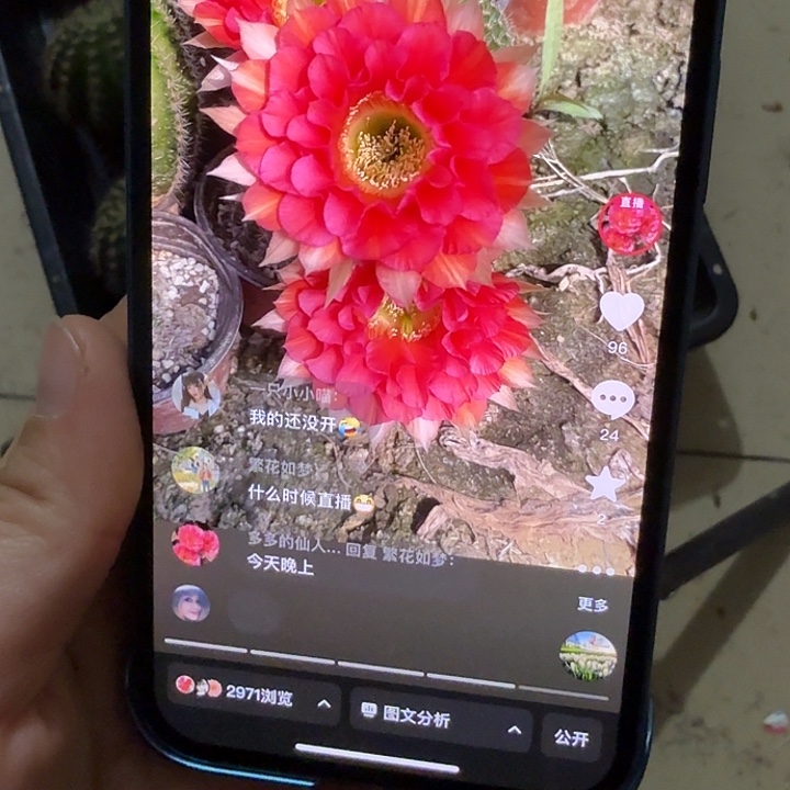 仙人球彩草侧芽歪g2歪