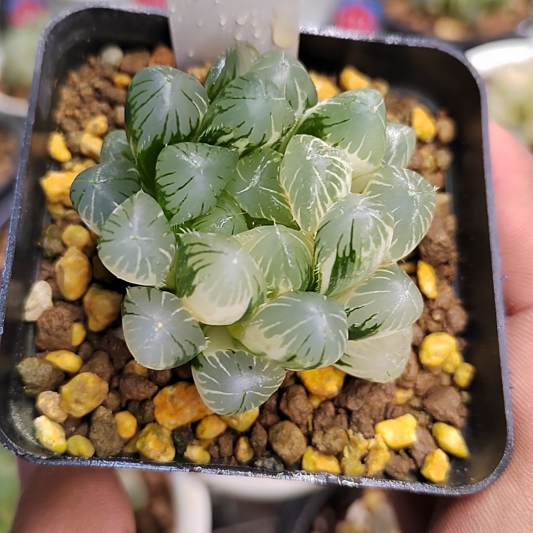 籽播实生玉露锦 5.4厘米左右一物一拍带盆