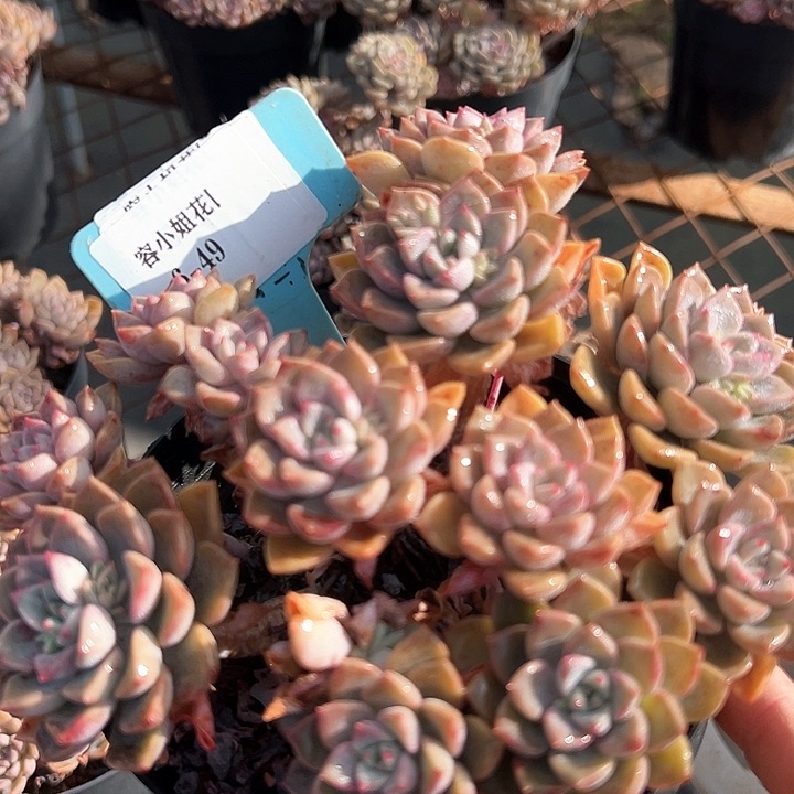 649粉布偶一个脱土