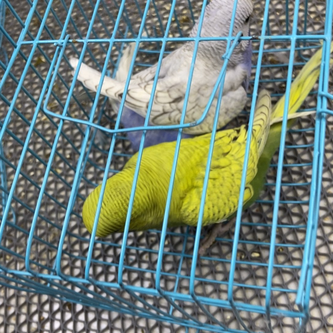 阳***月虎皮鹦鹉虎皮鹦鹉