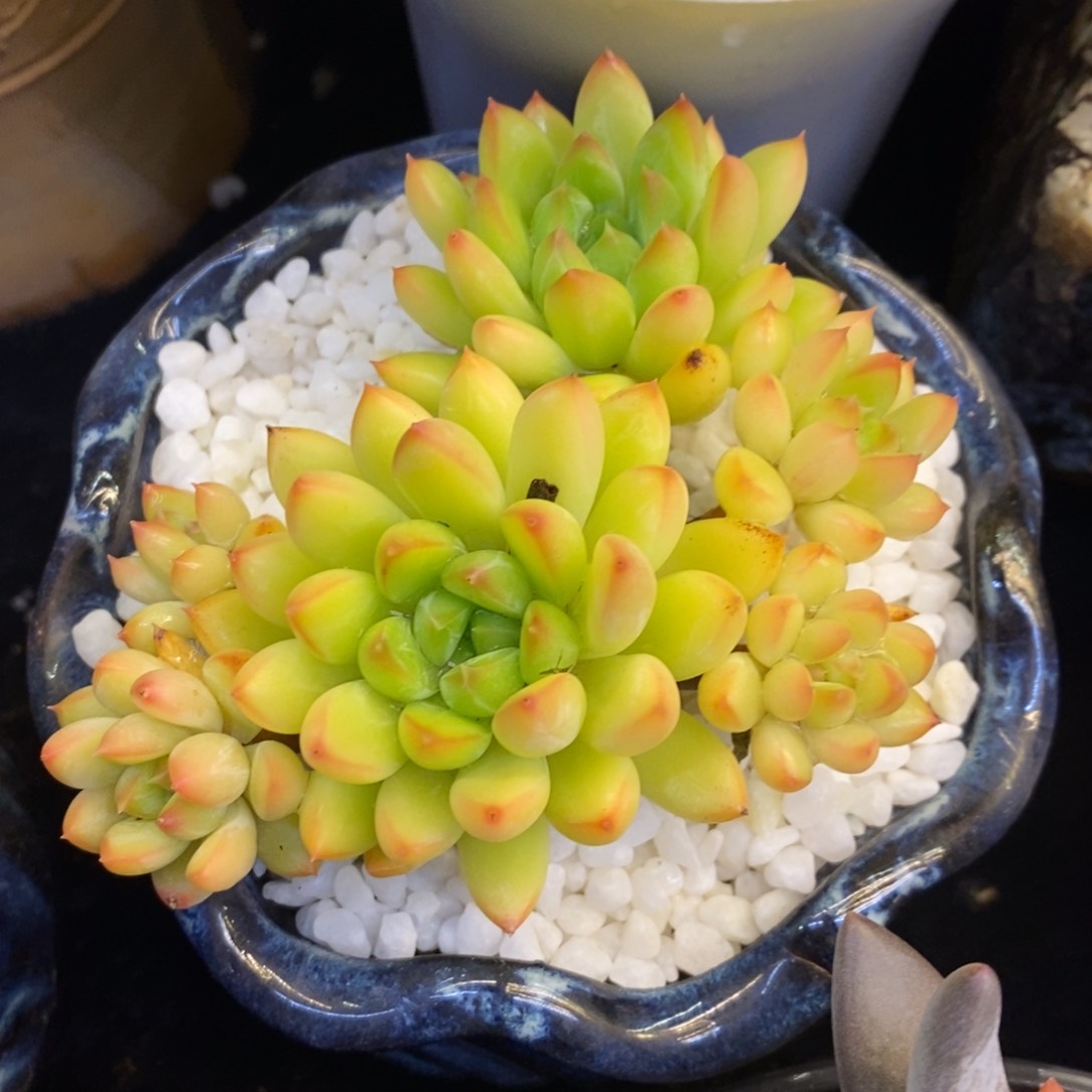 甲骨文多肉植物盆栽