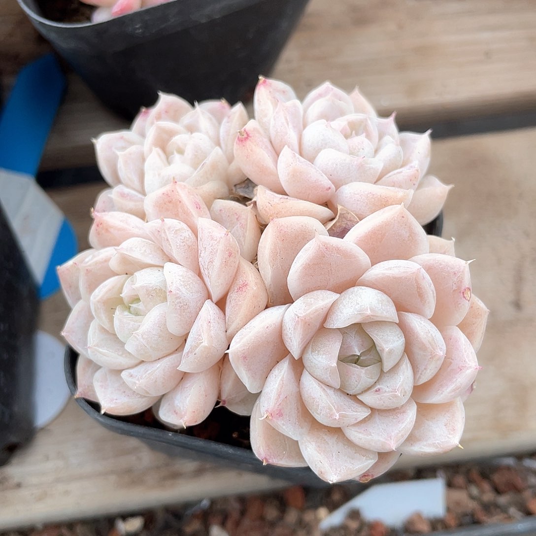 优选白粉女王464