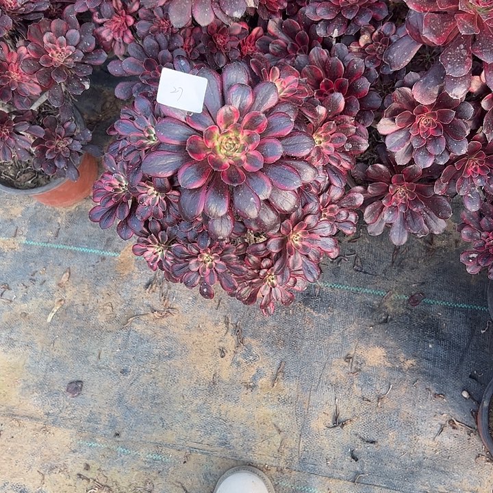 豆*多肉法师植物链接27