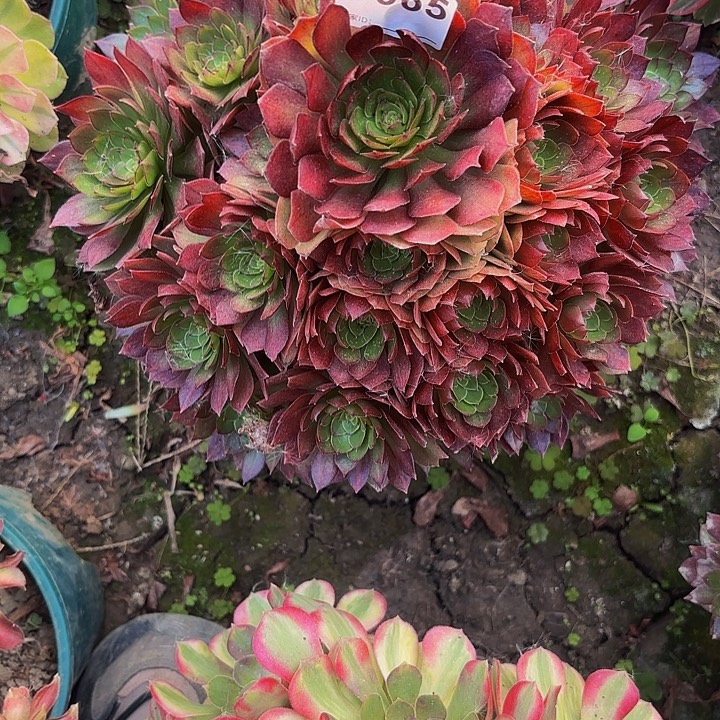 红魔8-34-965偏远不包邮