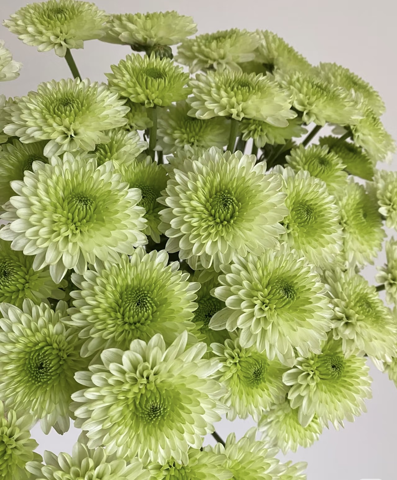 绿色布鲁诺雏菊多年生庭院阳光好养活盆栽