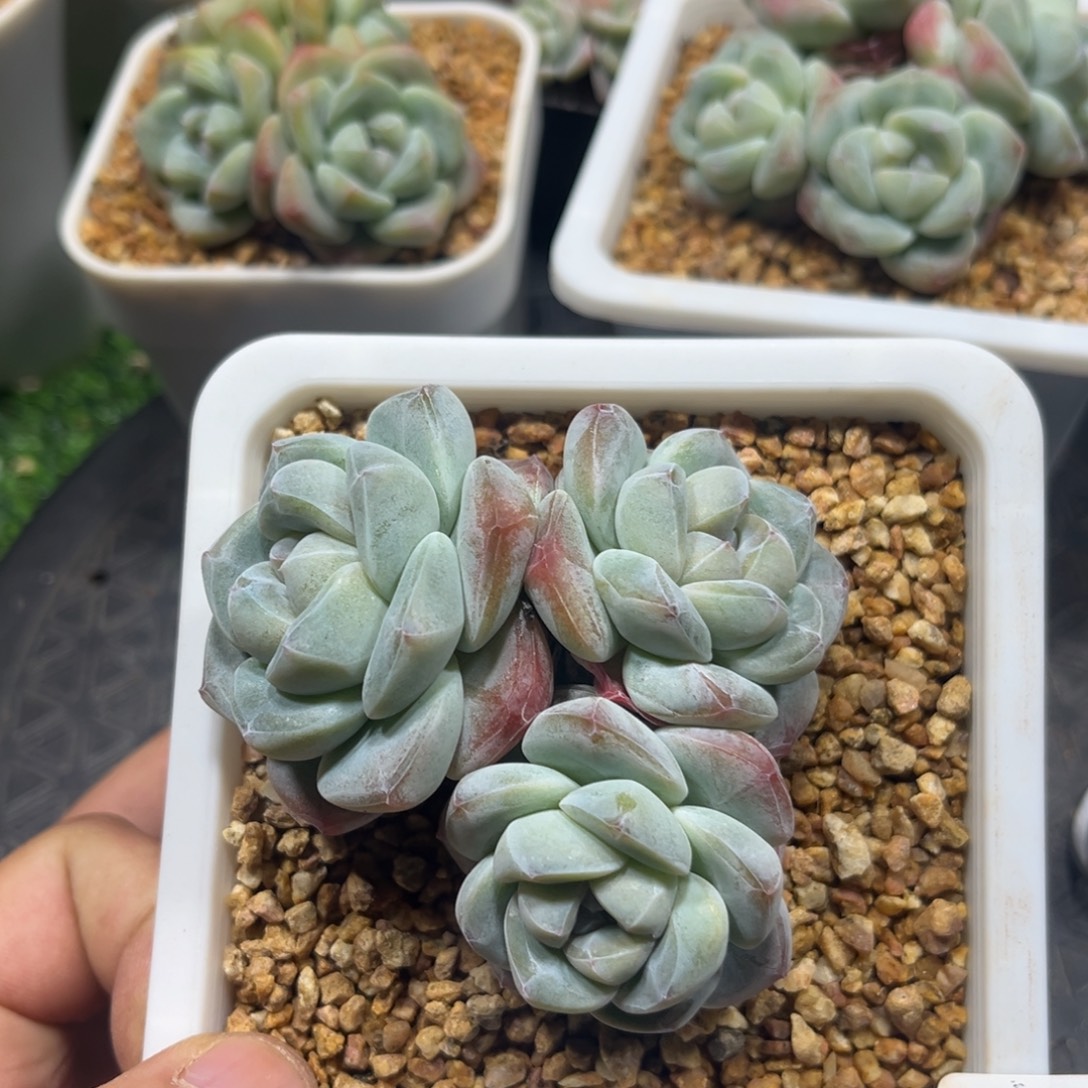 小白专拍冰玉群生