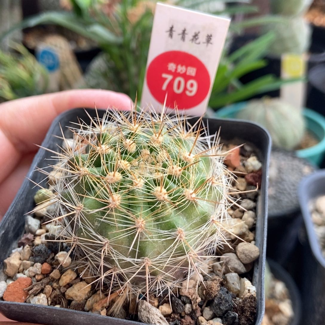 实生逆龙丸4.1cm