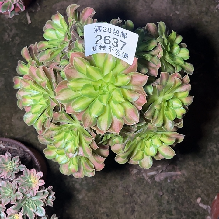 2637韶华多肉植物