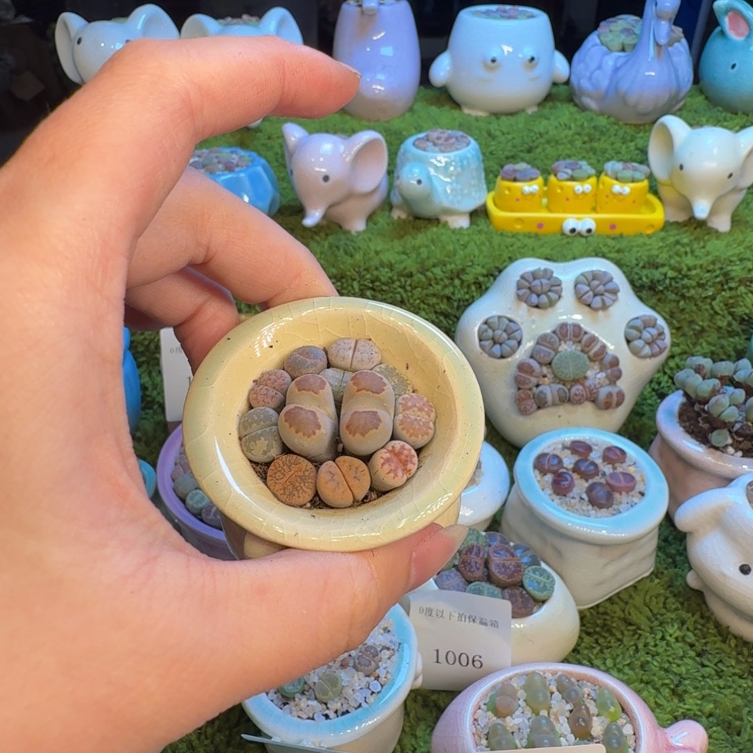 多肉植物福利冲冲1043