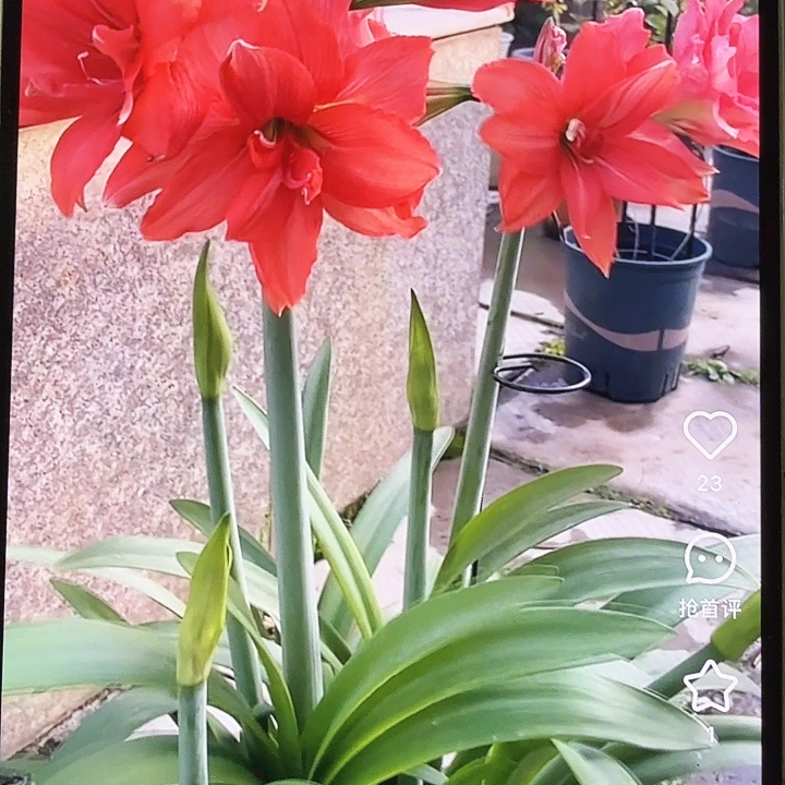 芭蕾舞女直径6+基地球