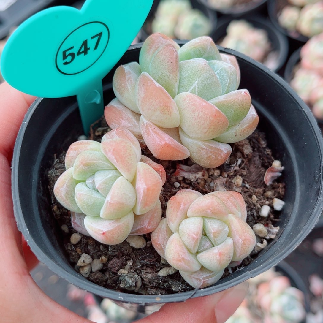 风靡园艺老桩冰玉群