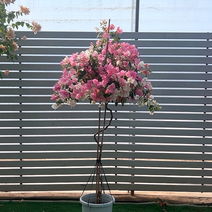完全开放梅四季开花