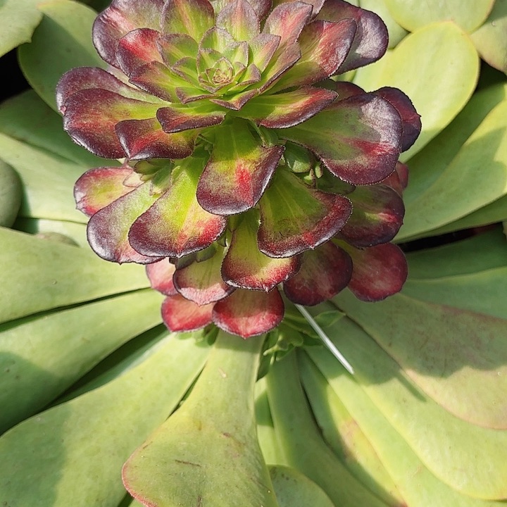 多肉植物福利0678