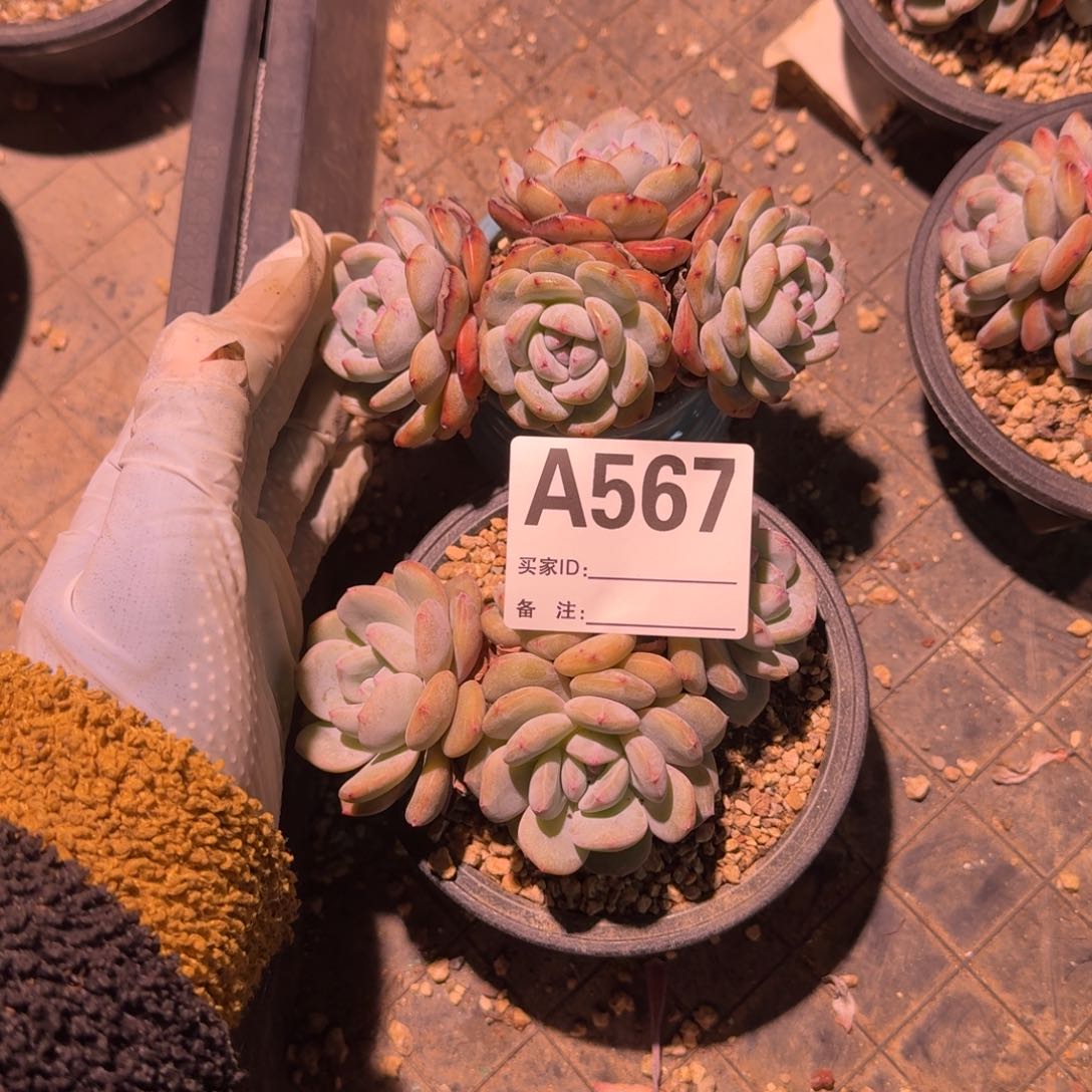 媛****生石榴籽呀呀呀呀呀