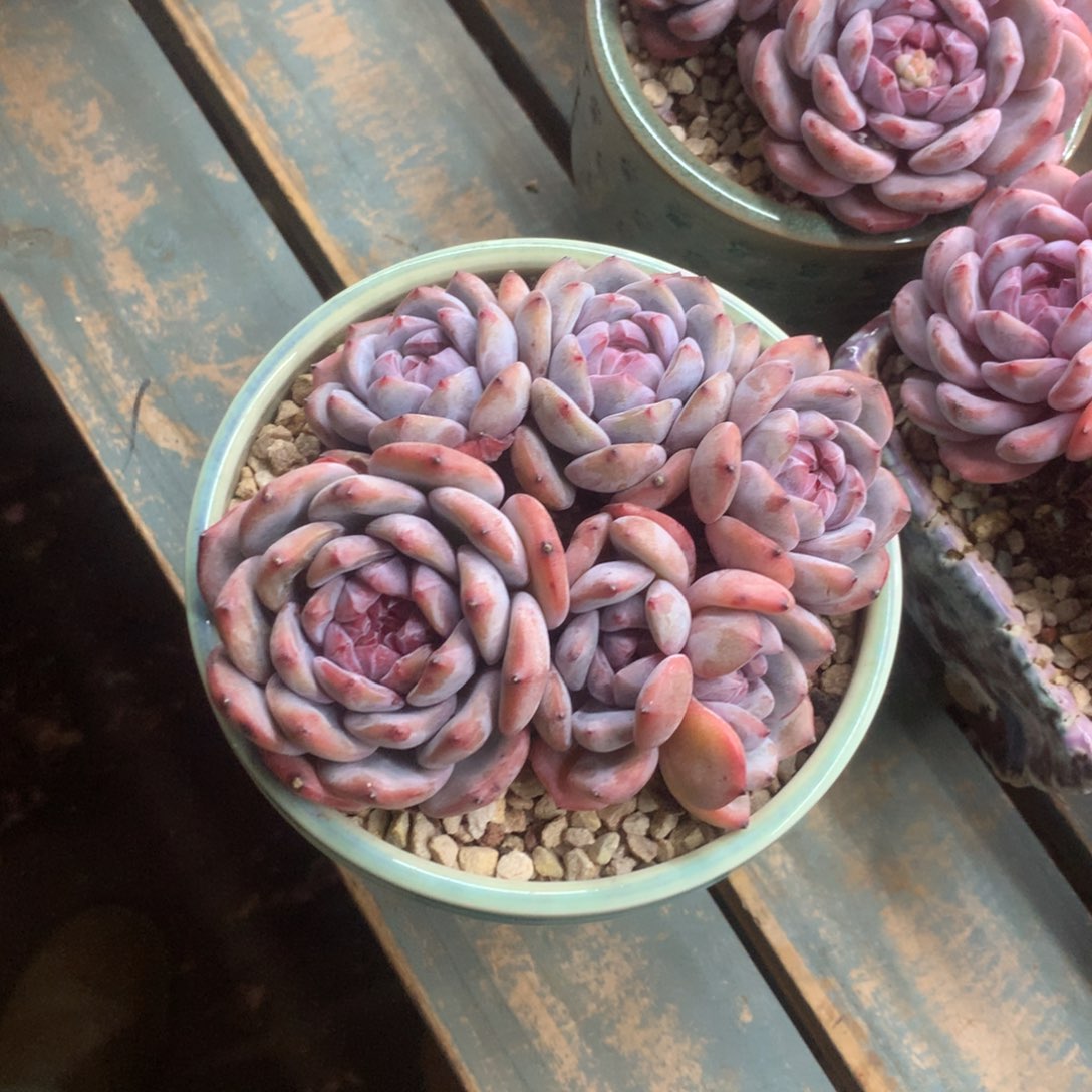 朱***茵哈哈哈哈哈哈哈哈石榴籽