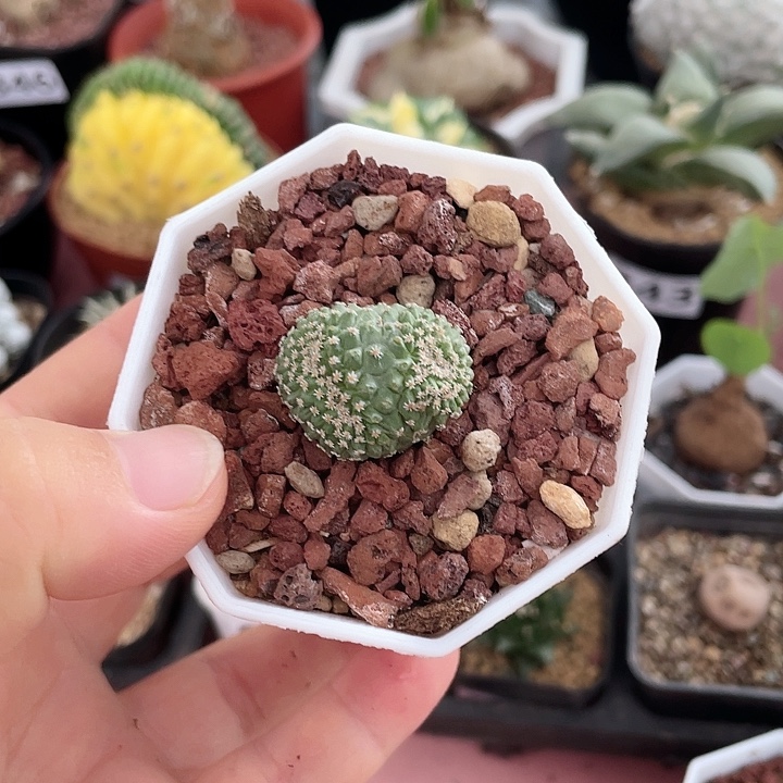 太****112实生菊水缀化仙人球