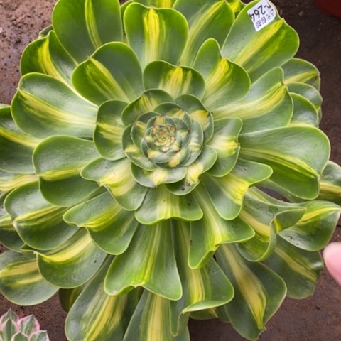 264暴君满25包邮多肉