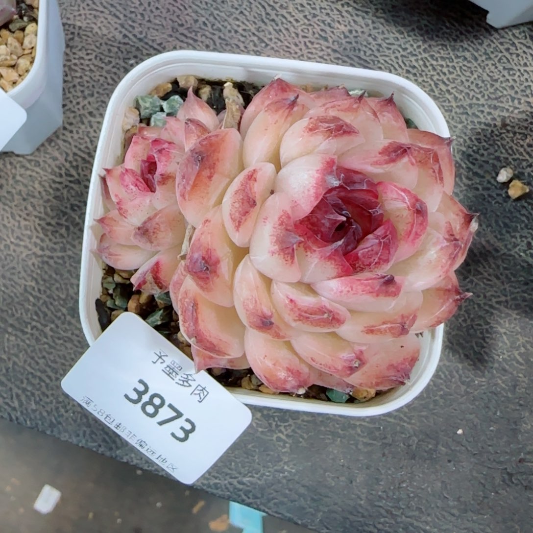 蔓越莓，3873多肉植物