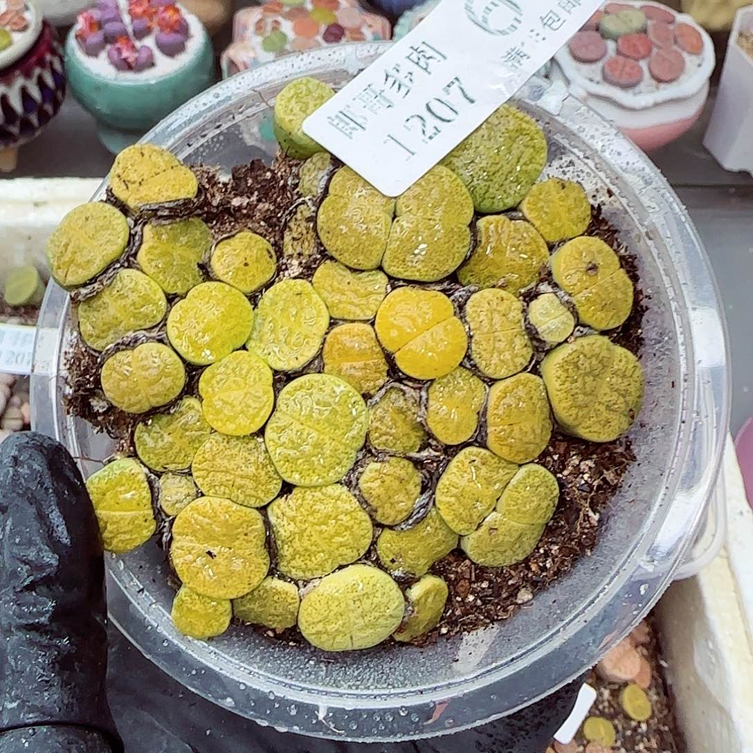 生石花满18包邮1207-6