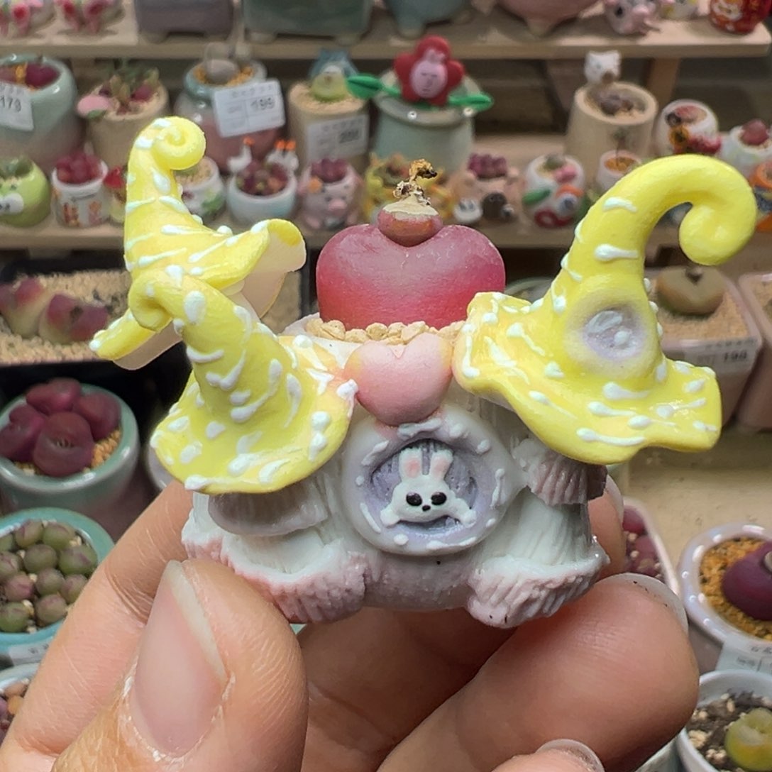 多肉植物292号拇指盆