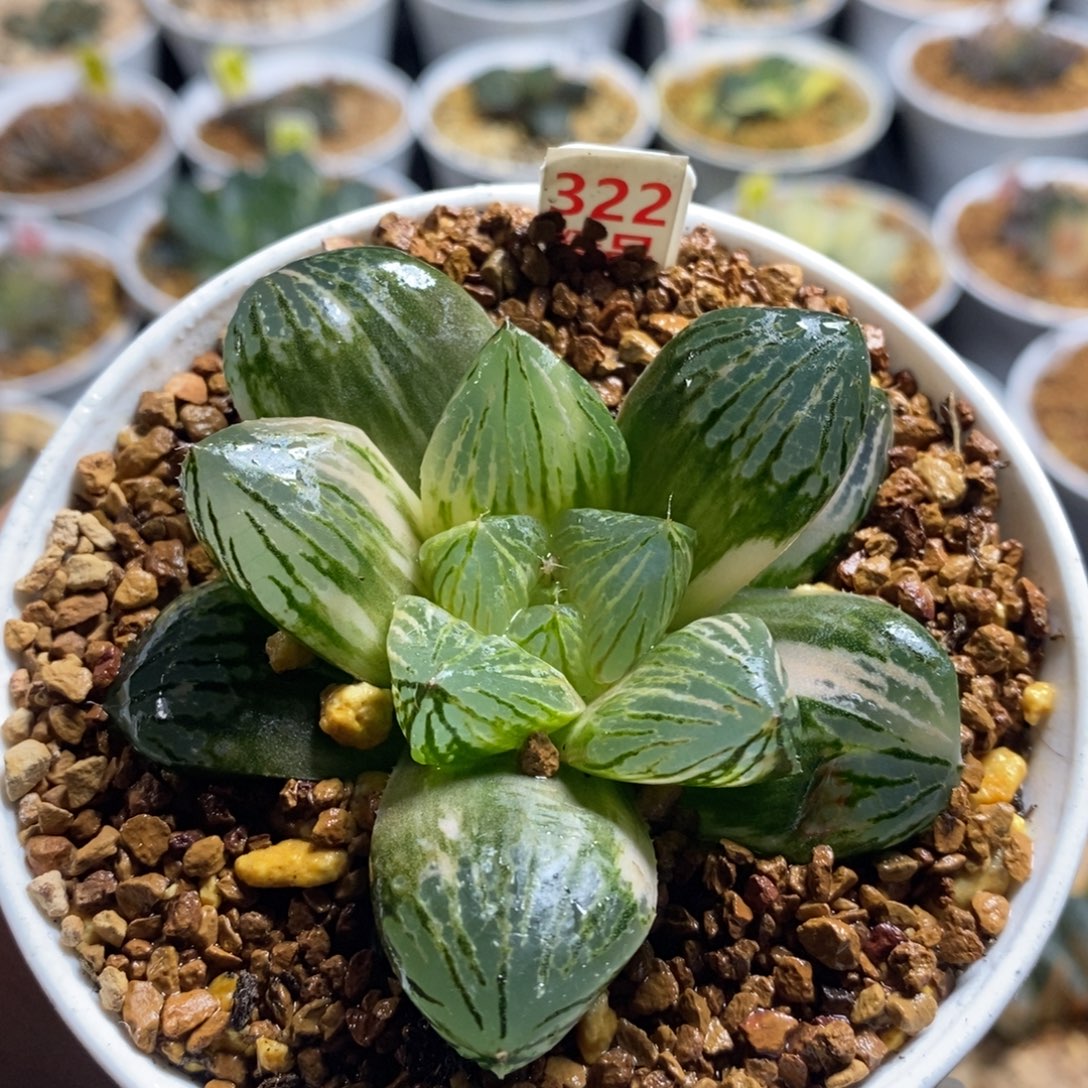 322玉潭寿十二卷多肉植物